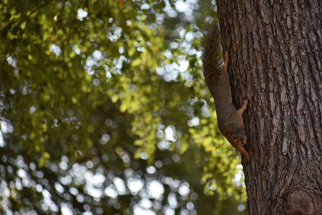 战术灵活性 战术灵活性